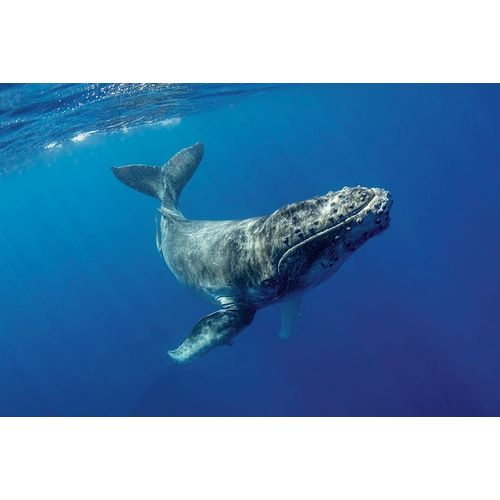 South Pacific-Tonga Humpback calf close-up